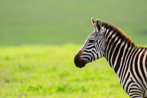 zebratollak zebra